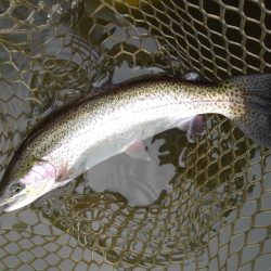 大安トラウトレイク釣果